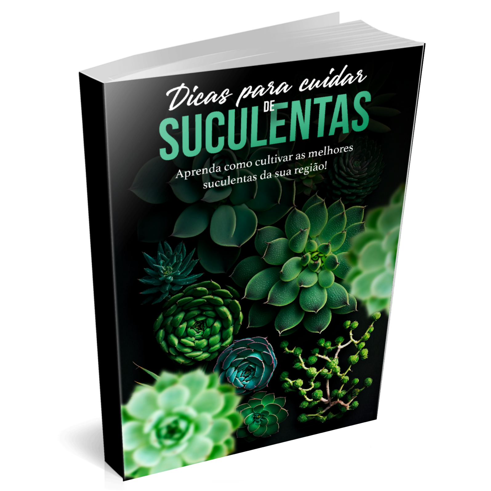 como plantar suculentas
